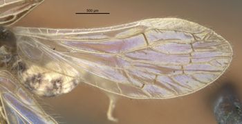Media type: image;   Entomology 11934 Aspect: hind wing